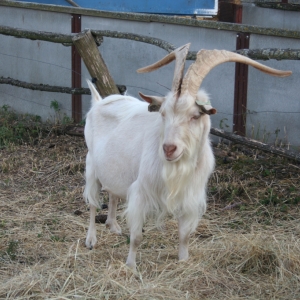 LTK518.jpg