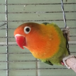 15agapornis.jpg